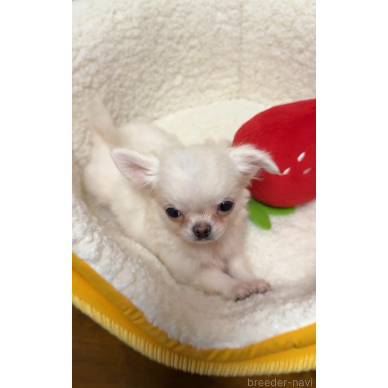 販売中の広島県のチワワ(ロングコート)-415625の3枚目