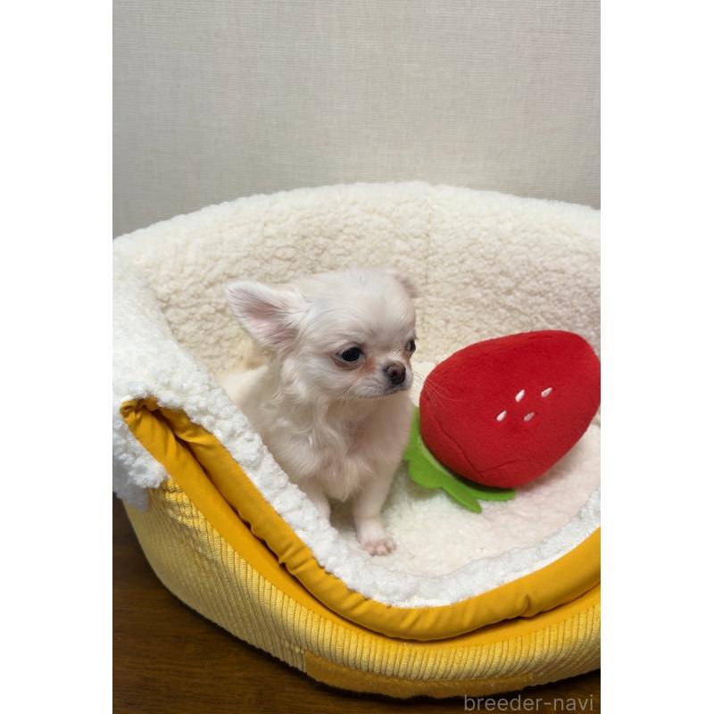 販売中の広島県のチワワ(ロングコート)-415625の2枚目