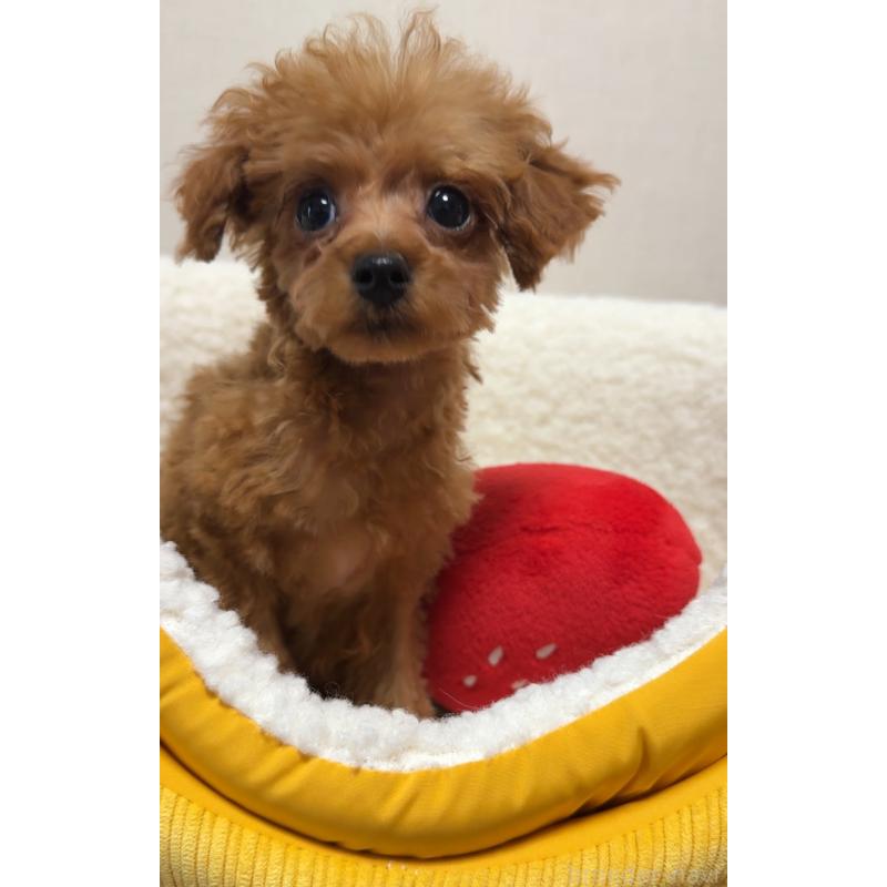 販売中の広島県のティーカッププードル-415626