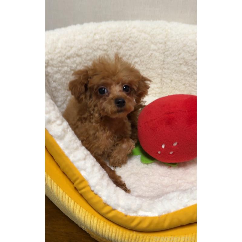 販売中の広島県のティーカッププードル-415626の7枚目