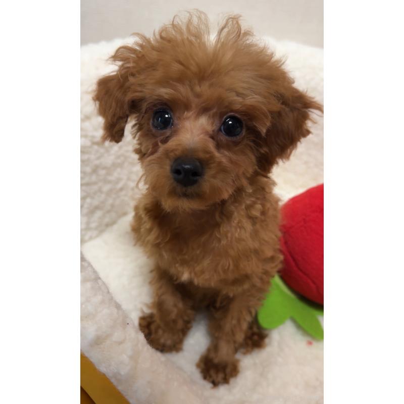 販売中の広島県のティーカッププードル-415626の5枚目