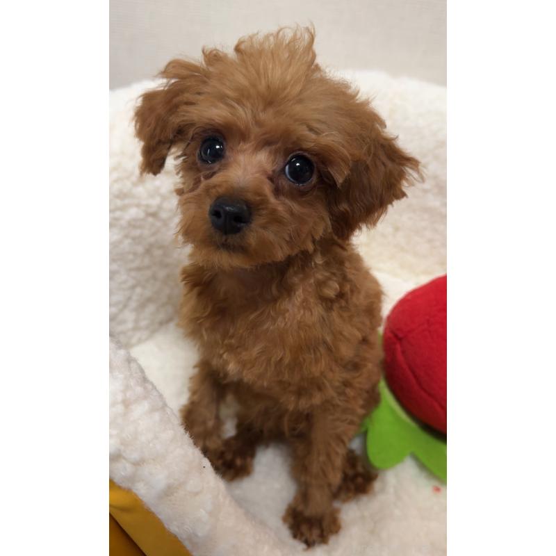 販売中の広島県のティーカッププードル-415626の4枚目