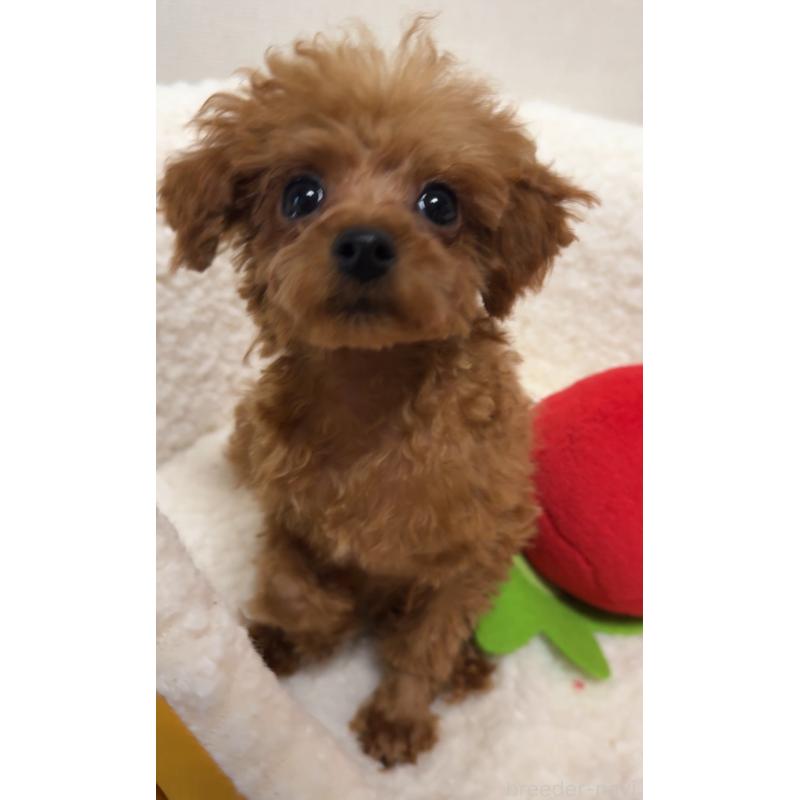 販売中の広島県のティーカッププードル-415626の2枚目