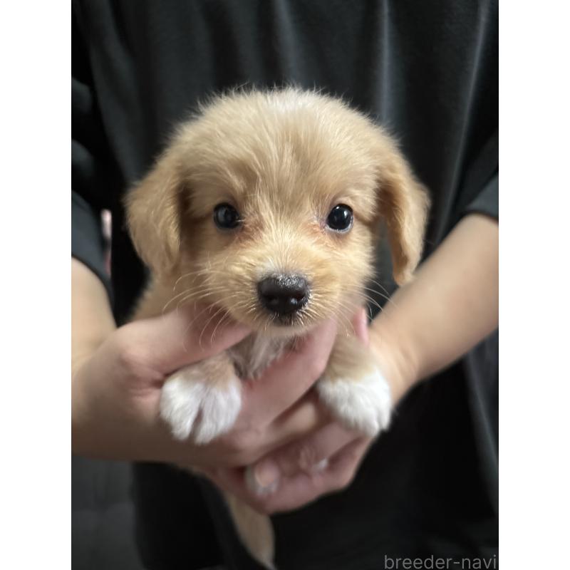 販売中の熊本県のチワプー:チワワ×トイプードル-419310の9枚目