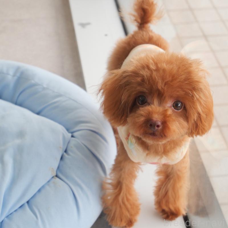 販売中の福岡県のティーカッププードル-391472の1枚目