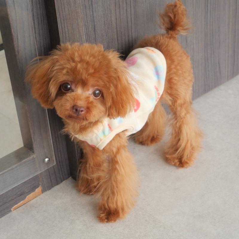 販売中の福岡県のティーカッププードル-391472の6枚目