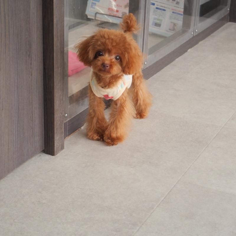 販売中の福岡県のティーカッププードル-391472の5枚目