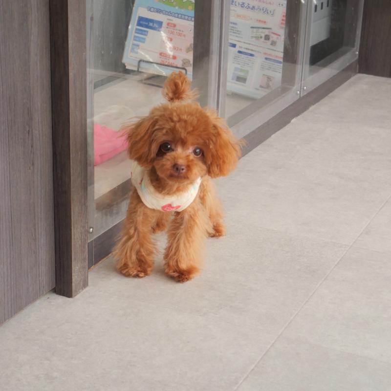 販売中の福岡県のティーカッププードル-391472の4枚目