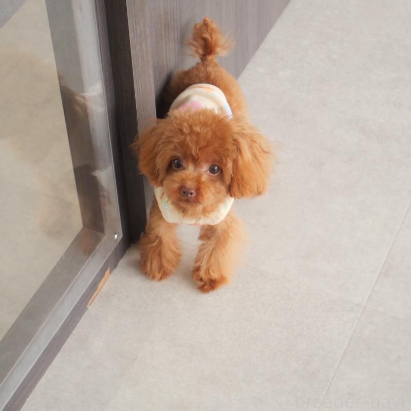 販売中の福岡県のティーカッププードル-391472の3枚目