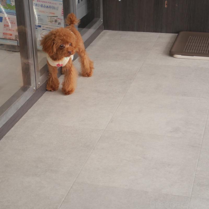 販売中の福岡県のティーカッププードル-391472の2枚目