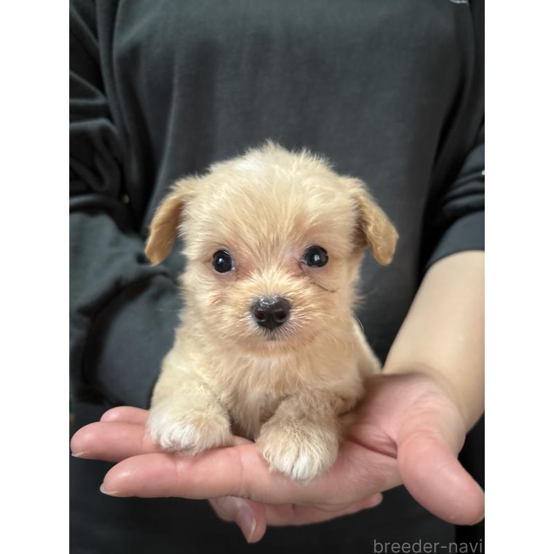 商談中の熊本県のチワプー:チワワ×トイプードル-419303の9枚目