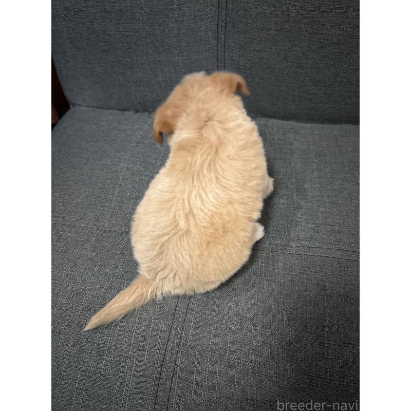 商談中の熊本県のチワプー:チワワ×トイプードル-419303の7枚目