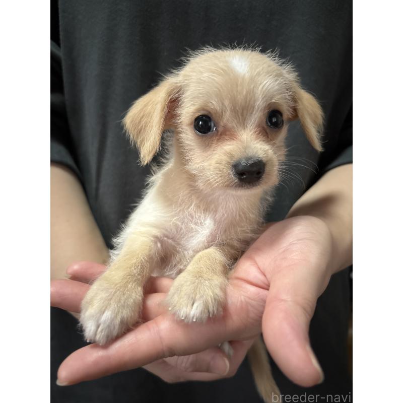 販売中の熊本県のチワプー:チワワ×トイプードル-419307の10枚目