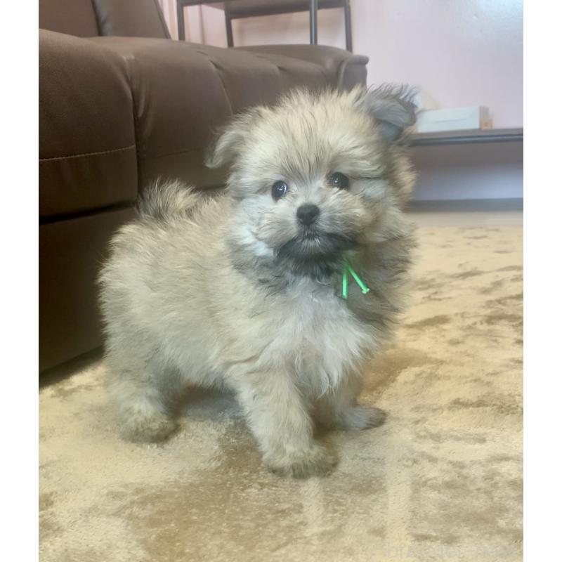販売中の滋賀県のポメマル:ポメラニアン×マルチーズ-414093の5枚目