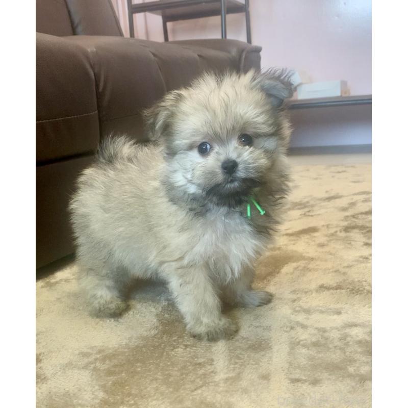 販売中の滋賀県のポメマル:ポメラニアン×マルチーズ-414093の4枚目
