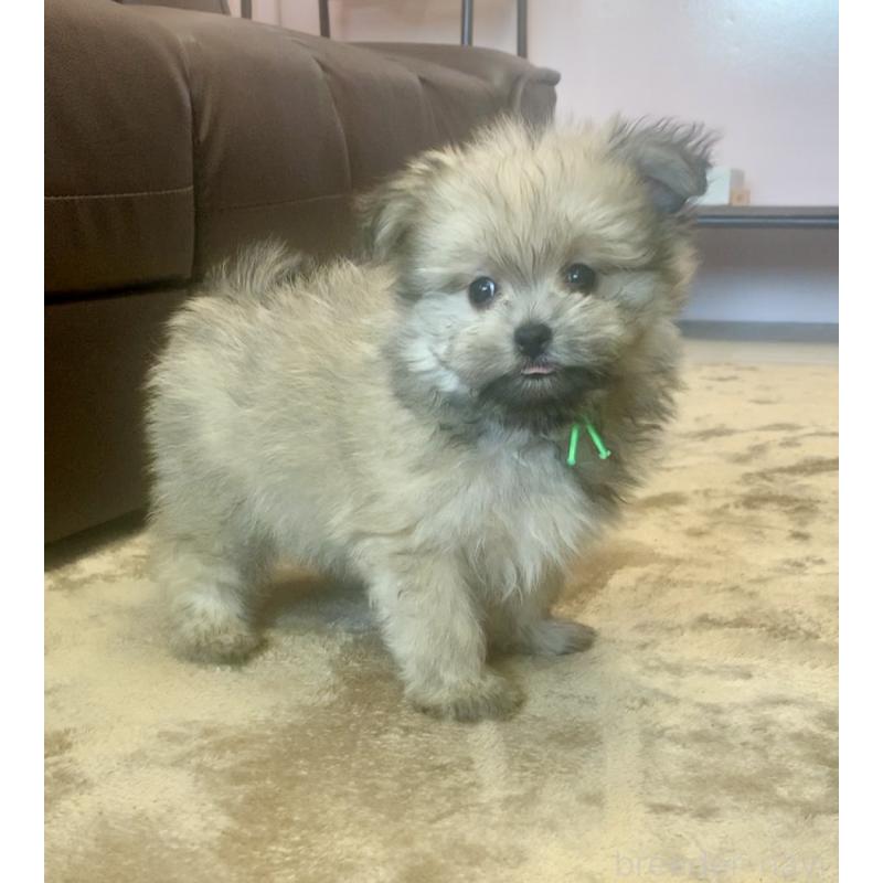 販売中の滋賀県のポメマル:ポメラニアン×マルチーズ-414093の3枚目