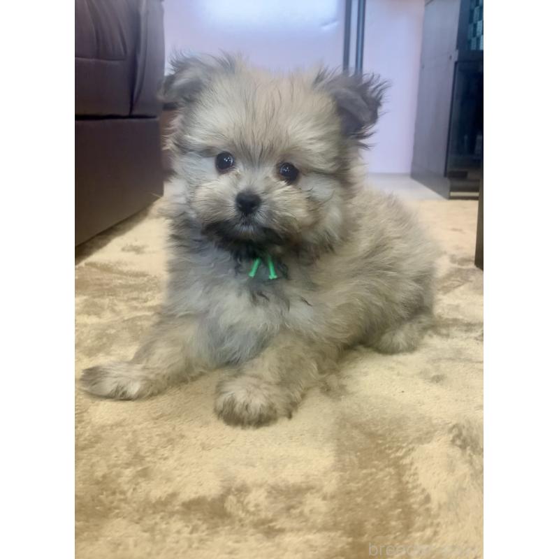 販売中の滋賀県のポメマル:ポメラニアン×マルチーズ-414093の2枚目