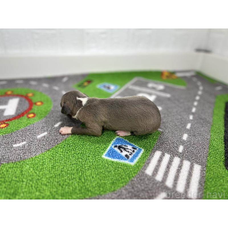 販売中の愛知県のイタリアングレーハウンド(イタグレ)-421754の6枚目