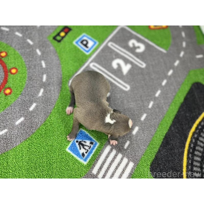 販売中の愛知県のイタリアングレーハウンド(イタグレ)-421754の5枚目