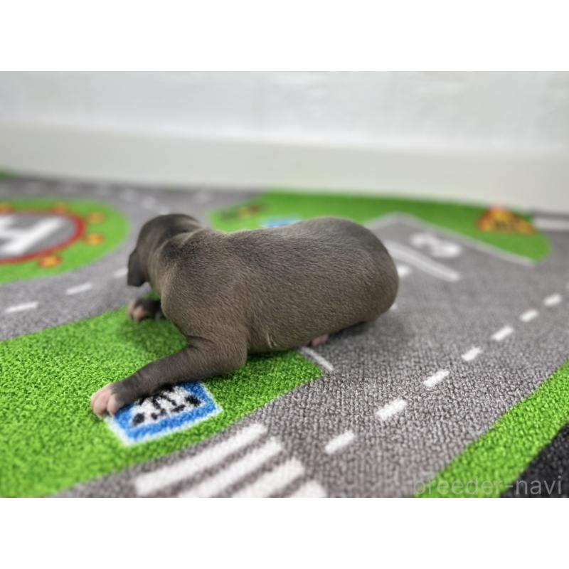 販売中の愛知県のイタリアングレーハウンド(イタグレ)-421755の6枚目