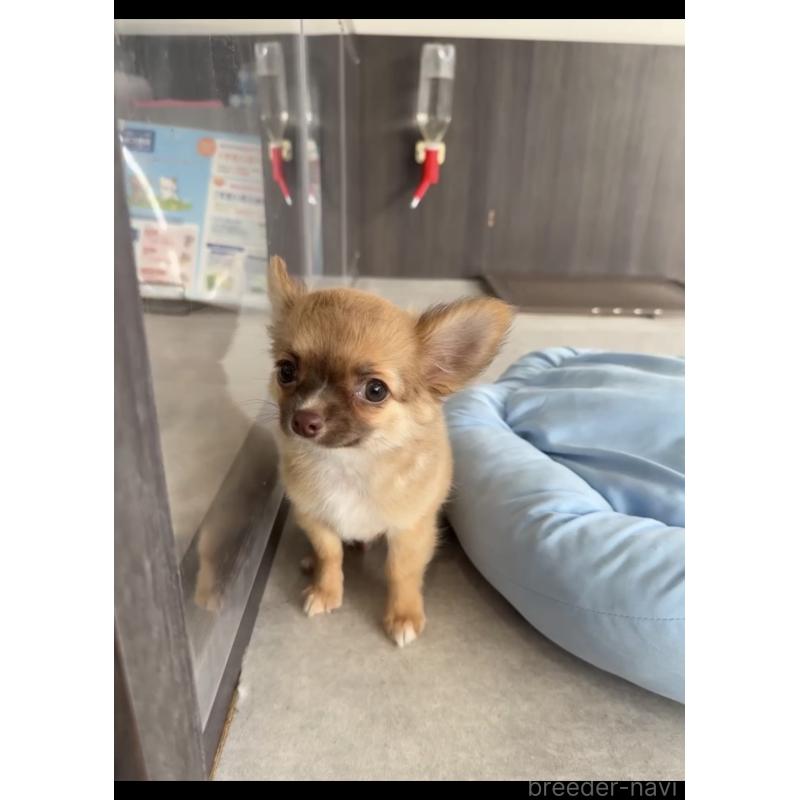 販売中の福岡県のチワワ(ロングコート)-417080の3枚目