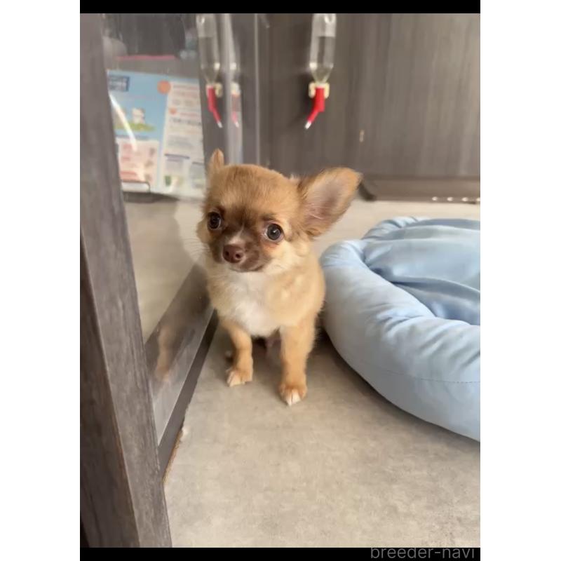 販売中の福岡県のチワワ(ロングコート)-417080の2枚目