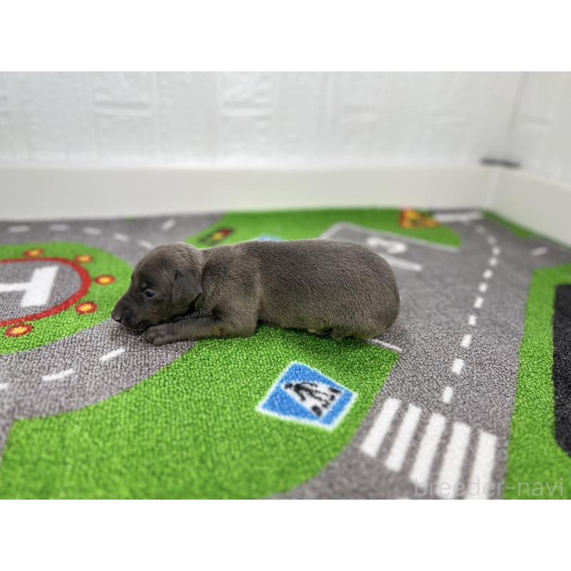販売中の愛知県のイタリアングレーハウンド(イタグレ)-421756の3枚目