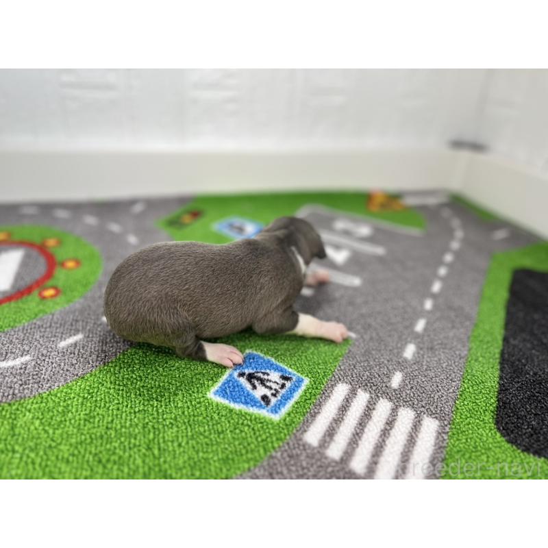 販売中の愛知県のイタリアングレーハウンド(イタグレ)-421758の3枚目