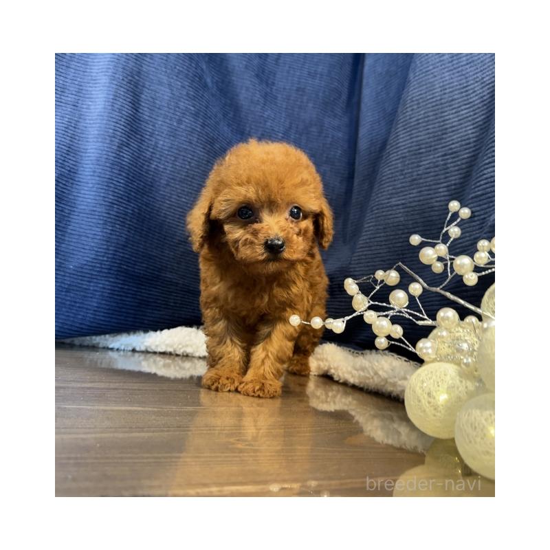 販売中の茨城県のトイプードル-421760の4枚目
