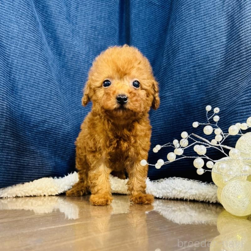 販売中の茨城県のトイプードル-421765の5枚目