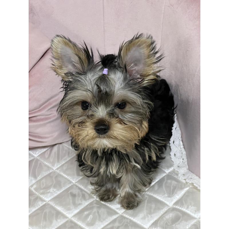 販売中の広島県のヨークシャーテリア-405783の6枚目