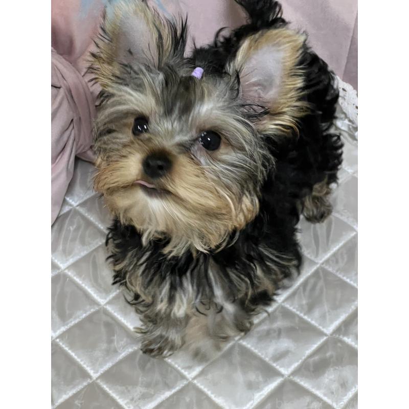 販売中の広島県のヨークシャーテリア-405783の5枚目