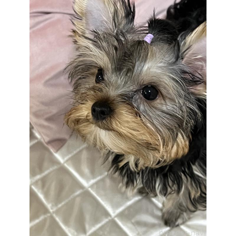 販売中の広島県のヨークシャーテリア-405783の4枚目