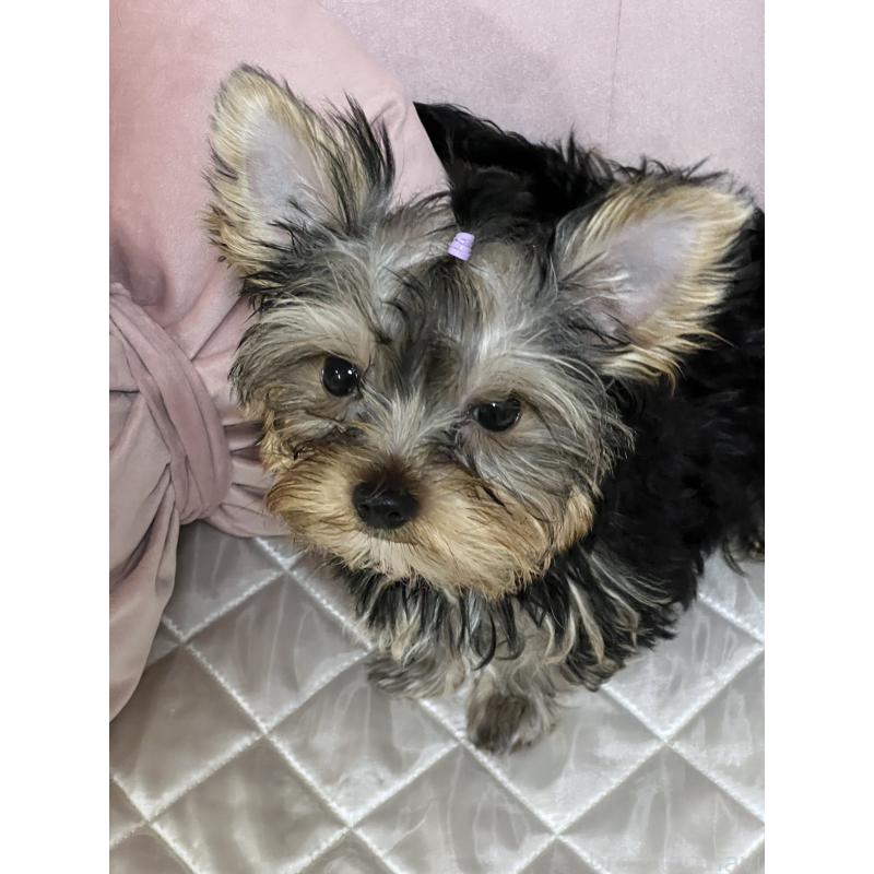 販売中の広島県のヨークシャーテリア-405783の3枚目