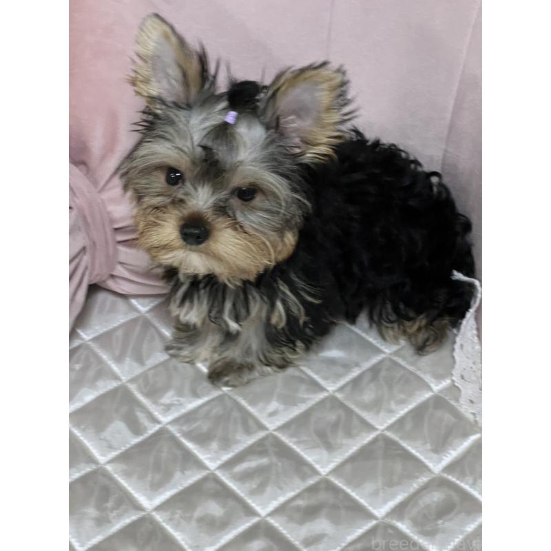 販売中の広島県のヨークシャーテリア-405783の2枚目