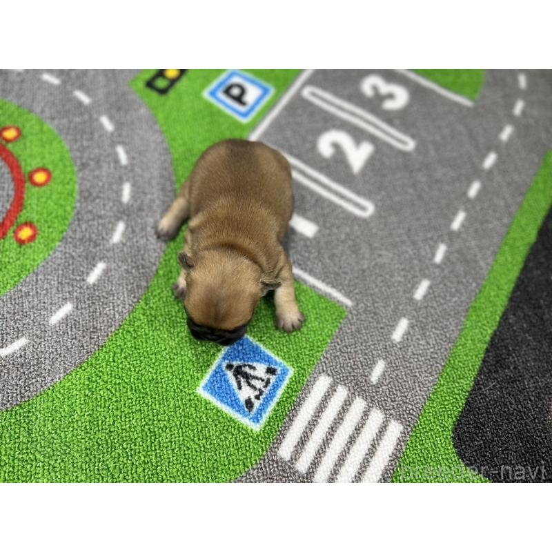販売中の愛知県のフレンチブルドッグ-421771の5枚目