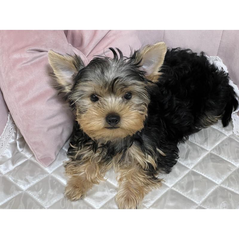 販売中の広島県のヨークシャーテリア-405712の5枚目