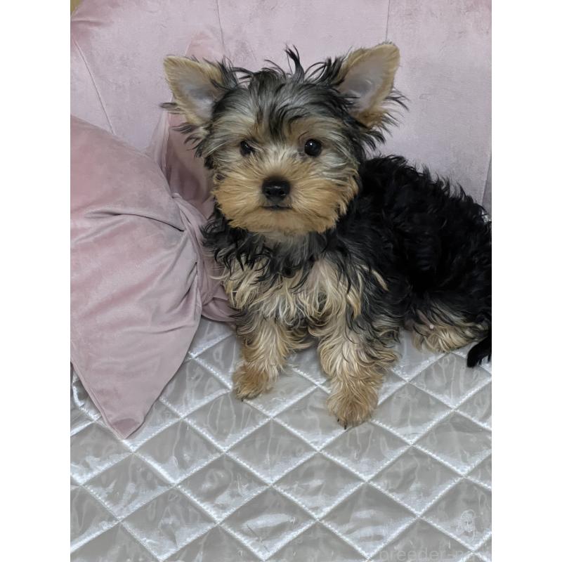 販売中の広島県のヨークシャーテリア-405712の4枚目