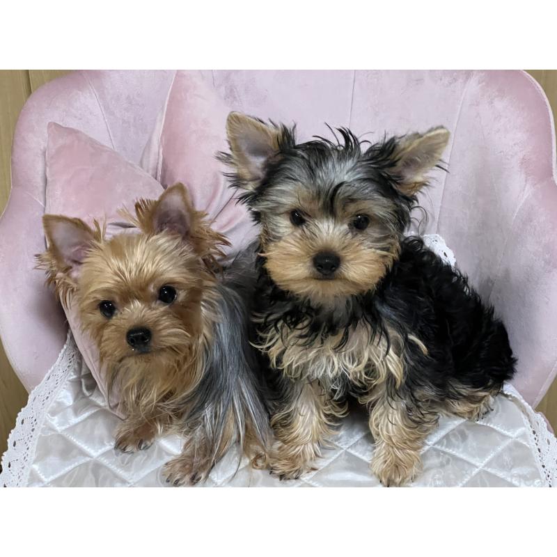 販売中の広島県のヨークシャーテリア-405712の3枚目