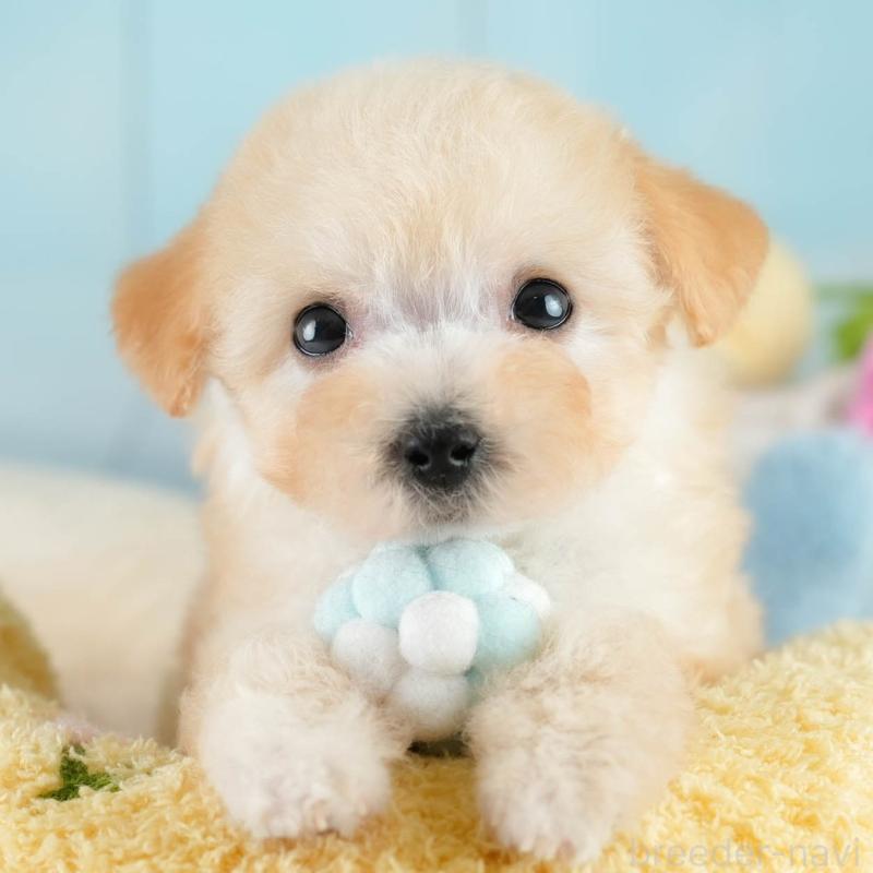 販売中の埼玉県のビションプー:ビションフリーゼ×トイプードル-419969