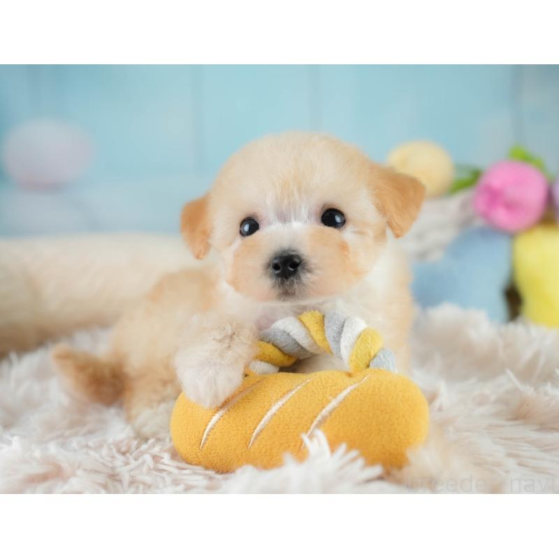 販売中の埼玉県のビションプー:ビションフリーゼ×トイプードル-419969の12枚目