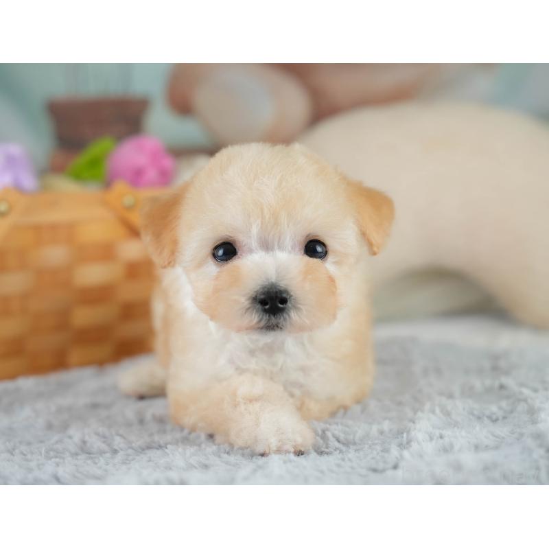 販売中の埼玉県のビションプー:ビションフリーゼ×トイプードル-419969の11枚目