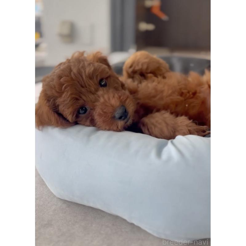 成約済の福岡県のトイプードル-414064の4枚目