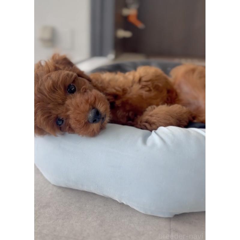 成約済の福岡県のトイプードル-414064の3枚目