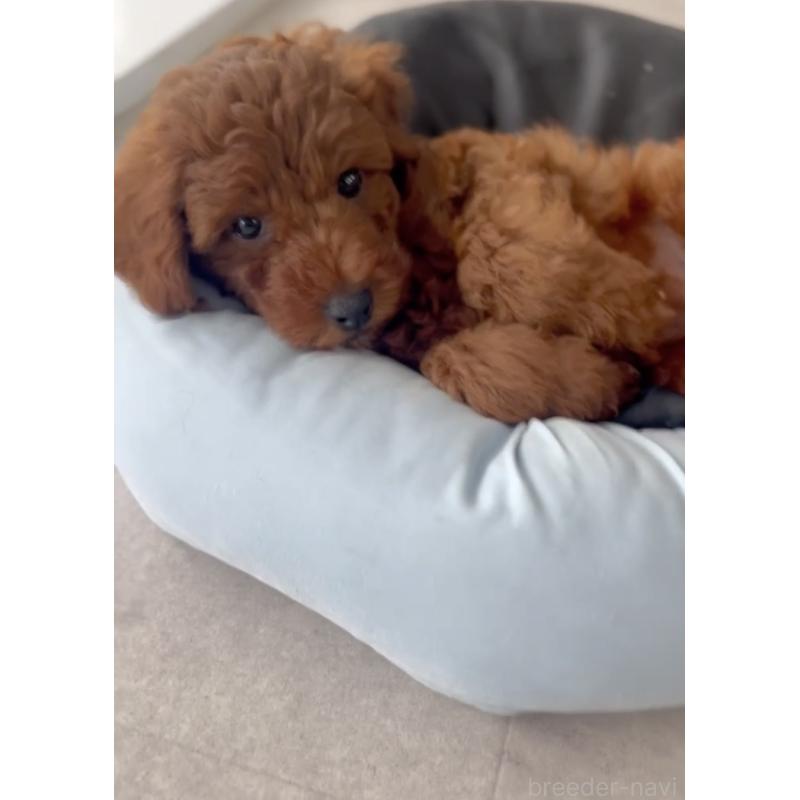 成約済の福岡県のトイプードル-414064の2枚目