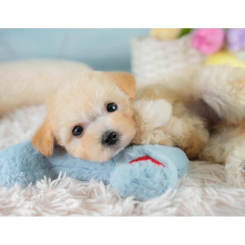 販売中の埼玉県のビションプー:ビションフリーゼ×トイプードル-419969の10枚目