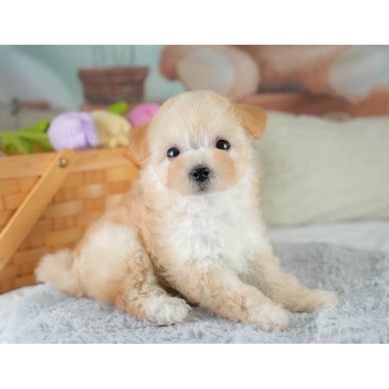 販売中の埼玉県のビションプー:ビションフリーゼ×トイプードル-419969の9枚目