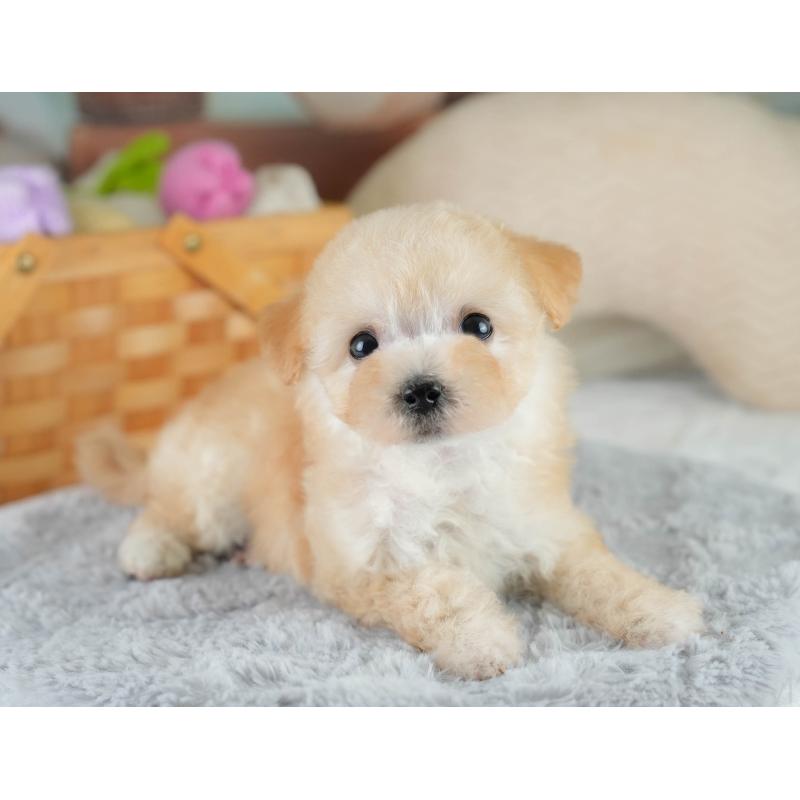 販売中の埼玉県のビションプー:ビションフリーゼ×トイプードル-419969の8枚目