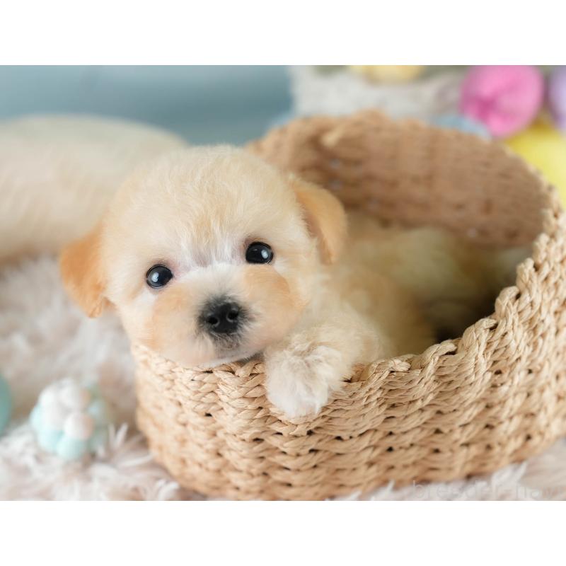 販売中の埼玉県のビションプー:ビションフリーゼ×トイプードル-419969の7枚目