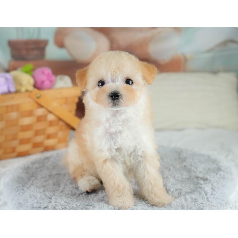 販売中の埼玉県のビションプー:ビションフリーゼ×トイプードル-419969の6枚目